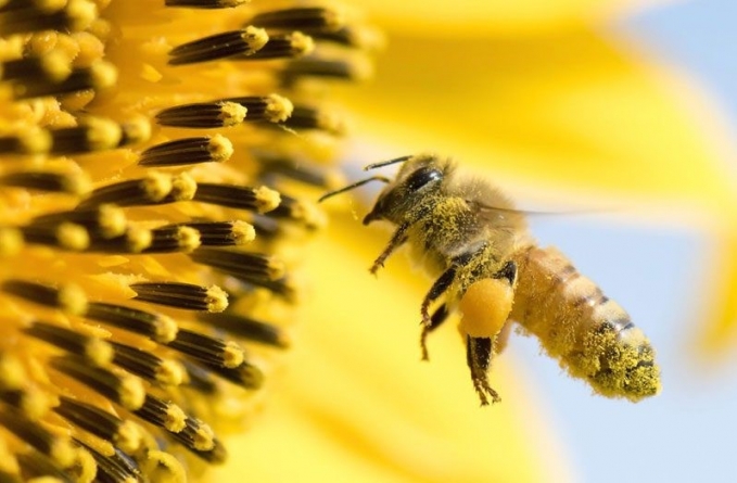 Bee removal services extended to residential spaces
