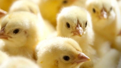Camex looks to expand with $200M poultry-processing plant